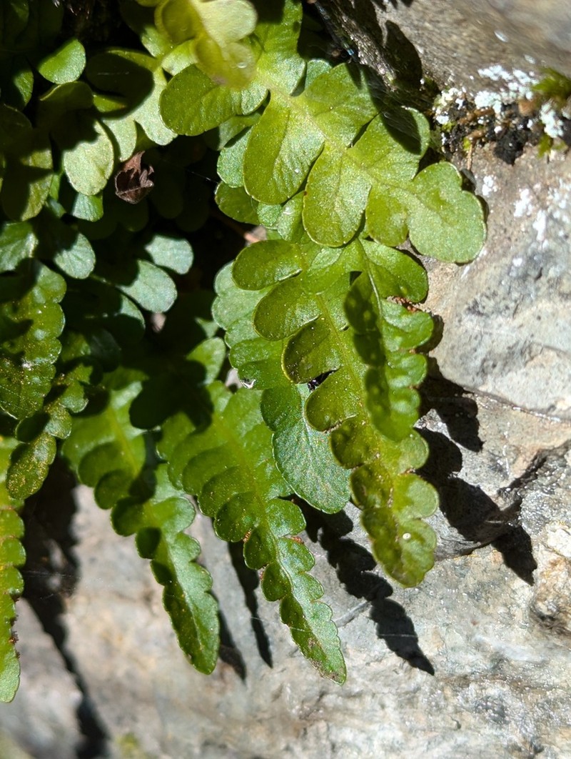 Irregular Polypody photo 5
