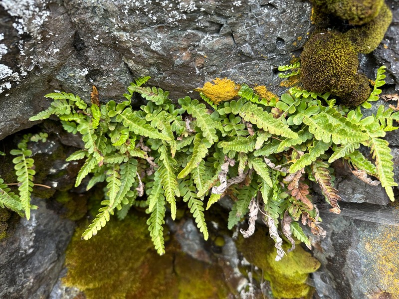 Irregular Polypody photo 6