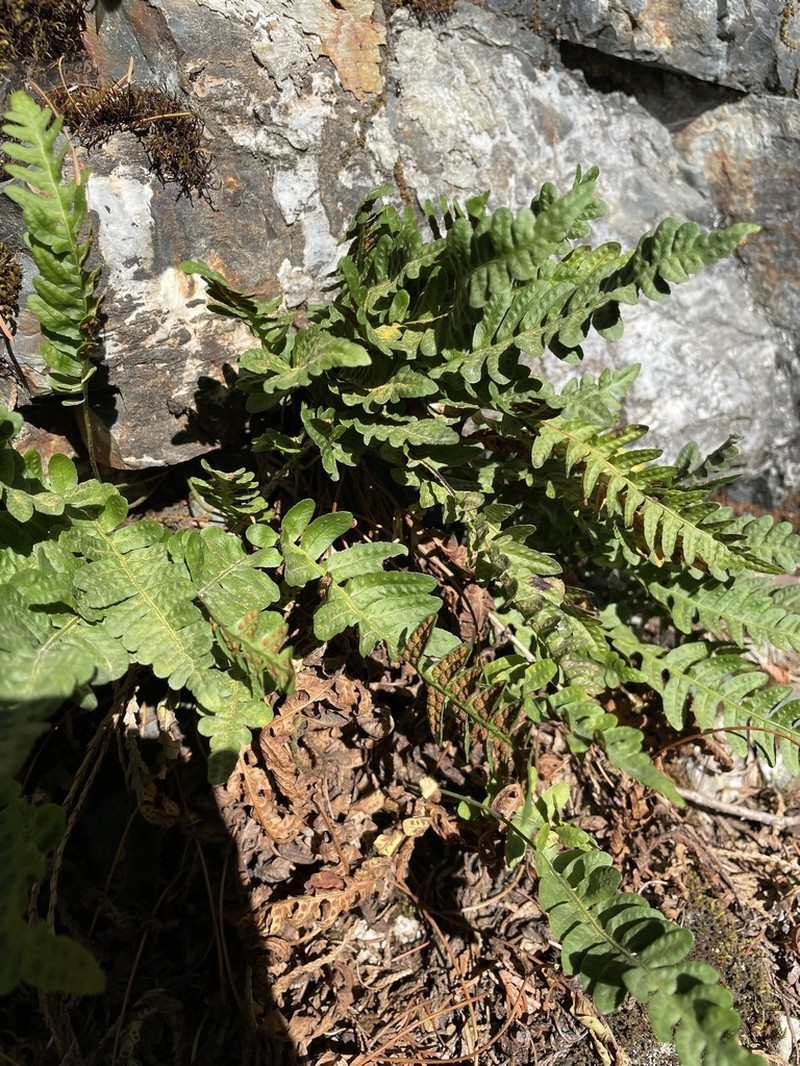 Irregular Polypody photo 7