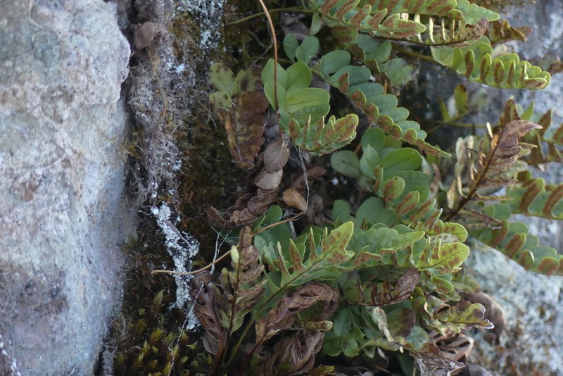 Irregular Polypody photo 8