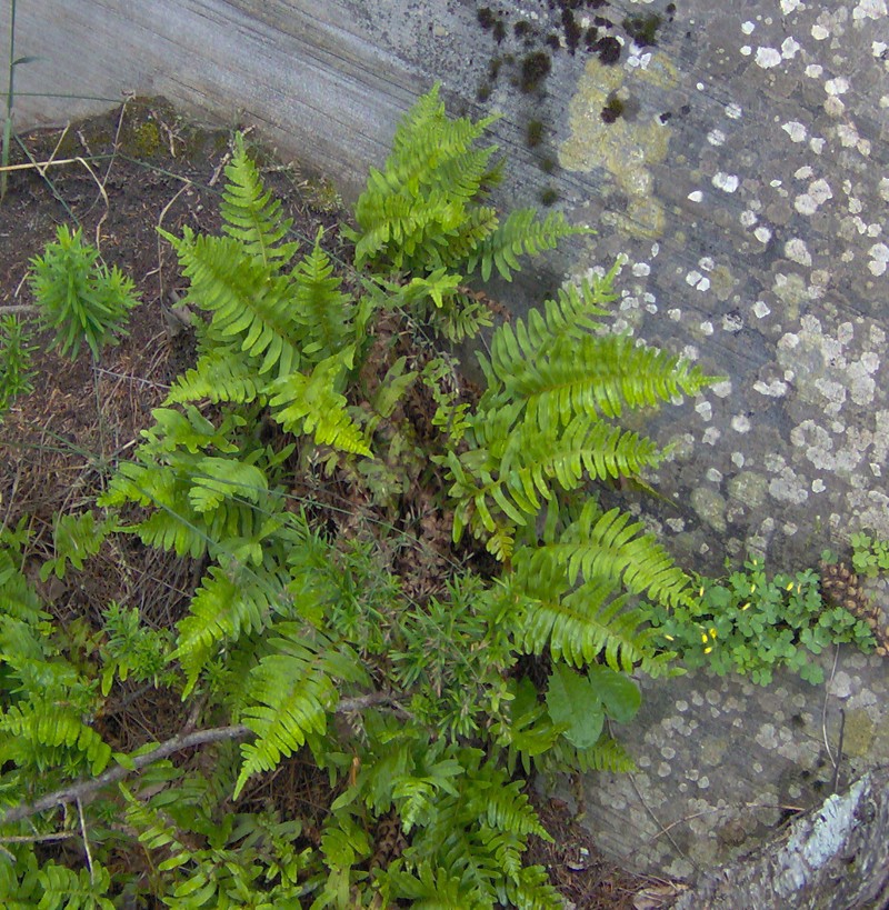 Appalachian Polypody
