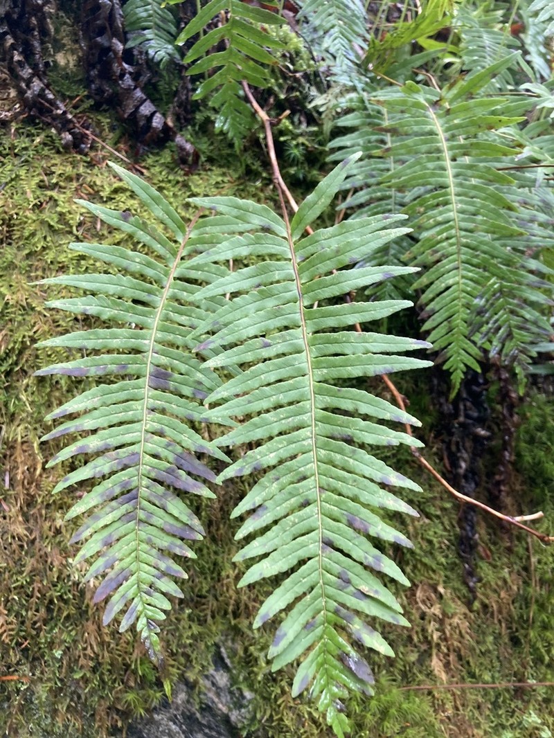 Appalachian Polypody photo 2
