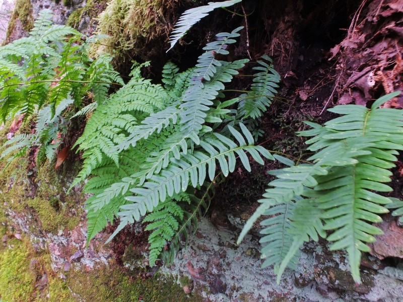 Appalachian Polypody photo 3