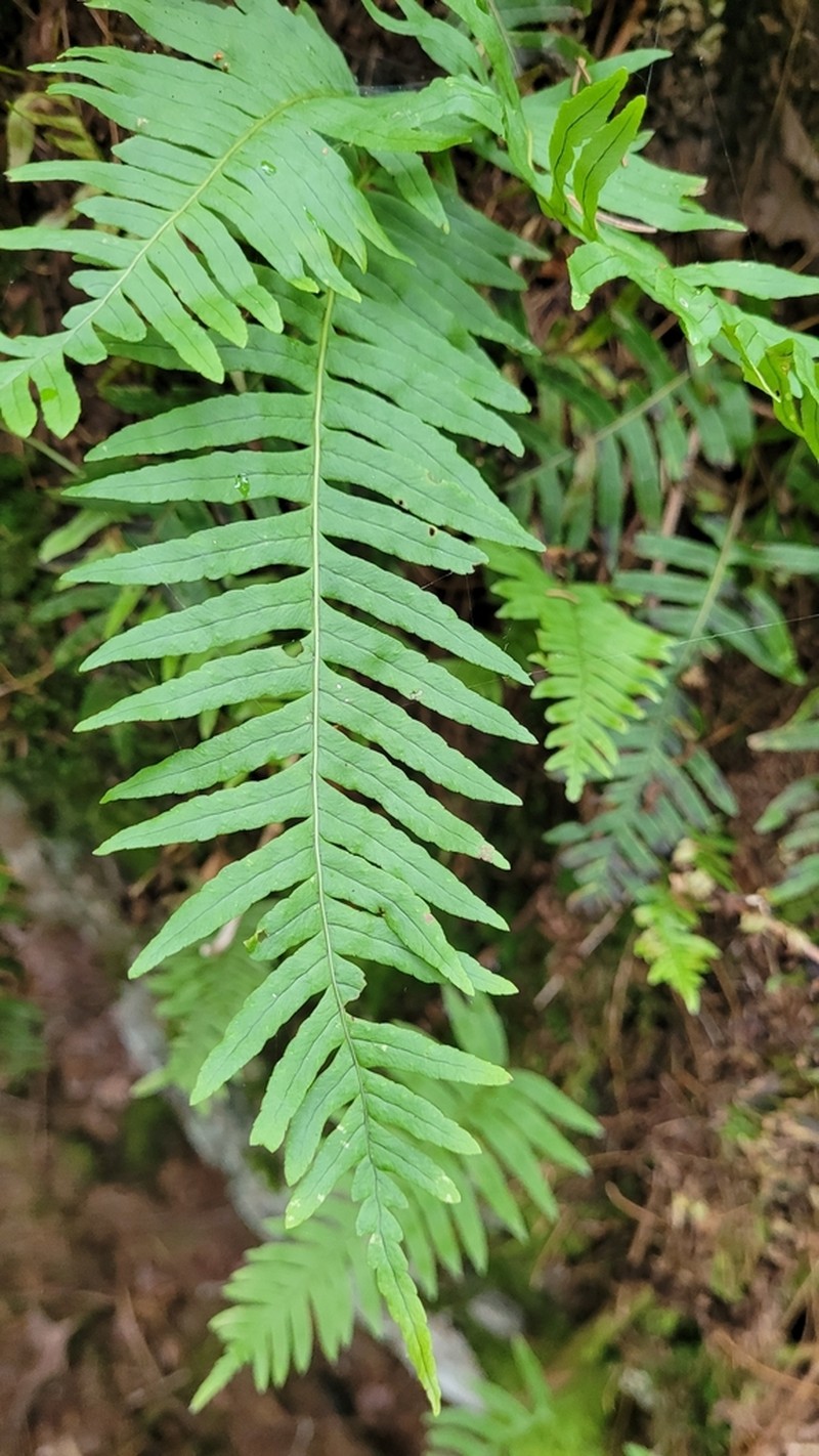 Appalachian Polypody photo 4