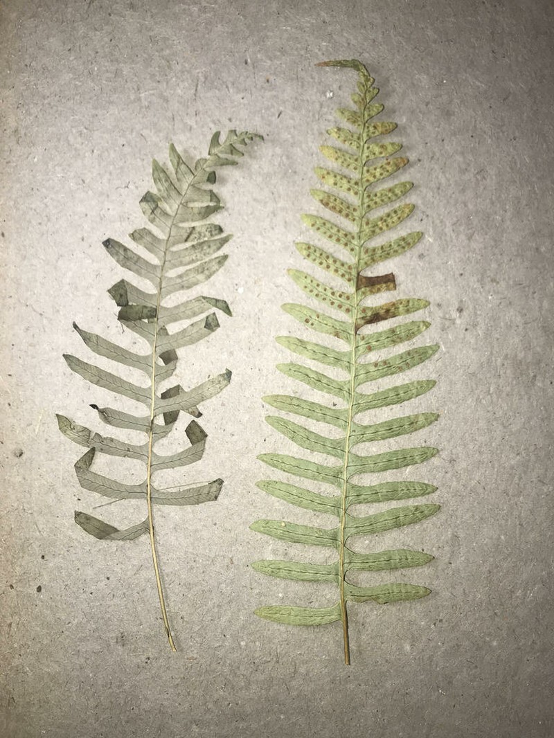 Appalachian Polypody photo 5
