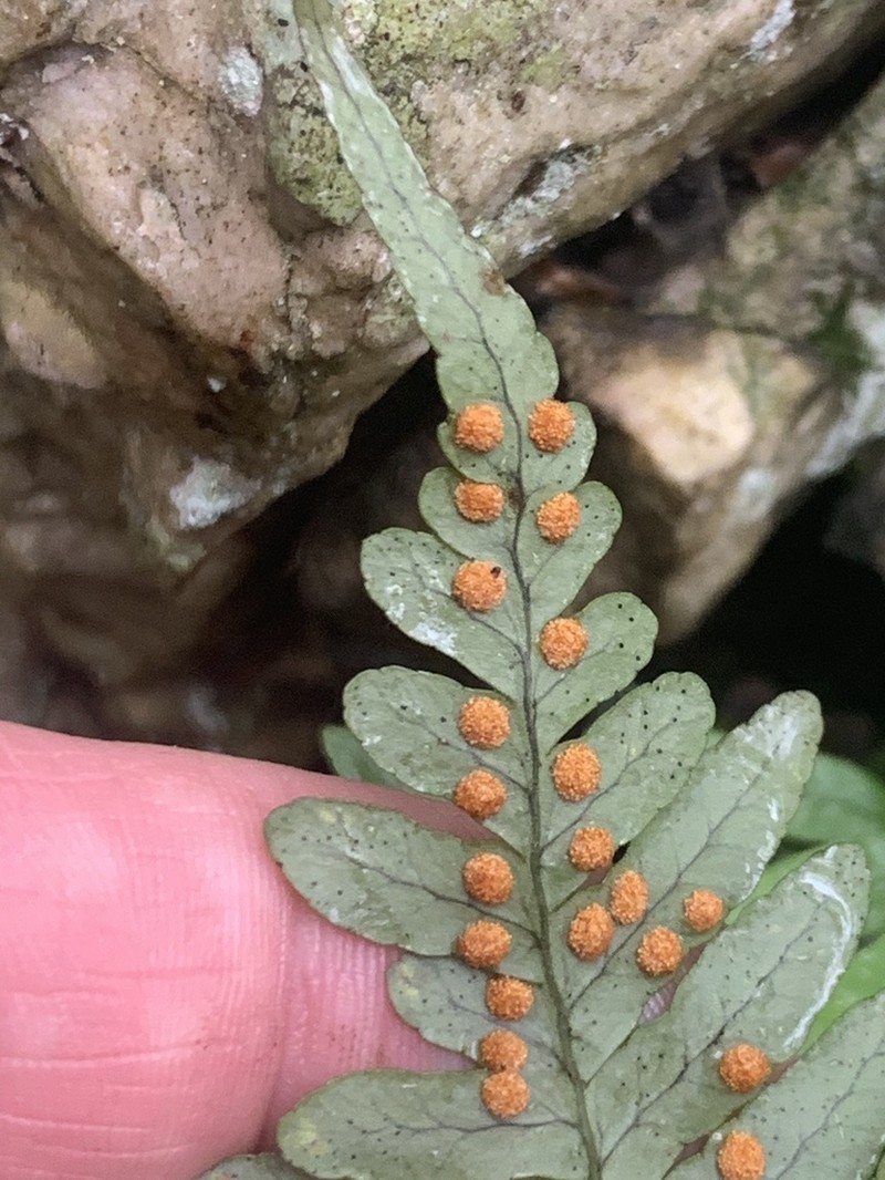 Appalachian Polypody photo 6