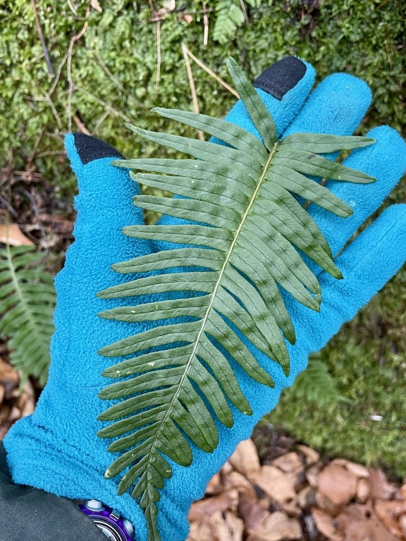 Appalachian Polypody photo 7