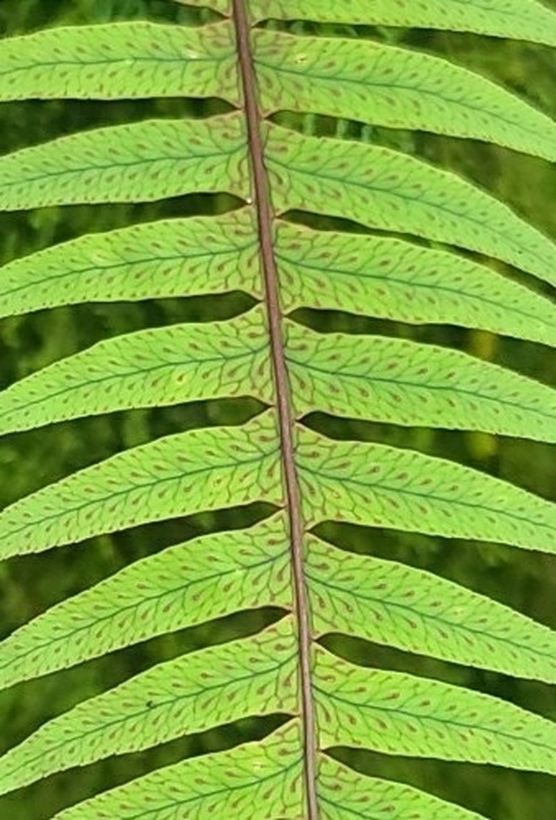 Polypodium arcanum