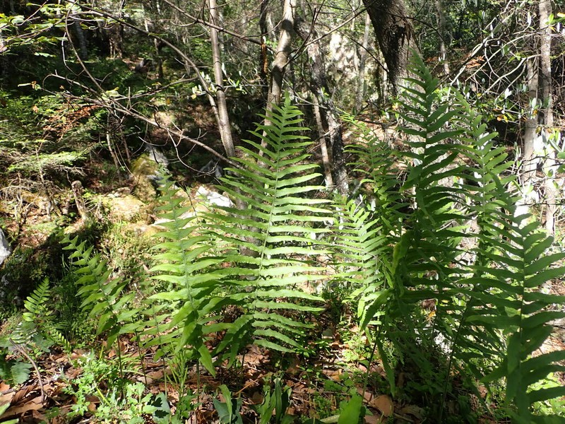Polypodium arcanum photo 2