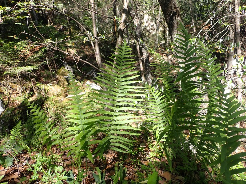 Polypodium arcanum photo 3