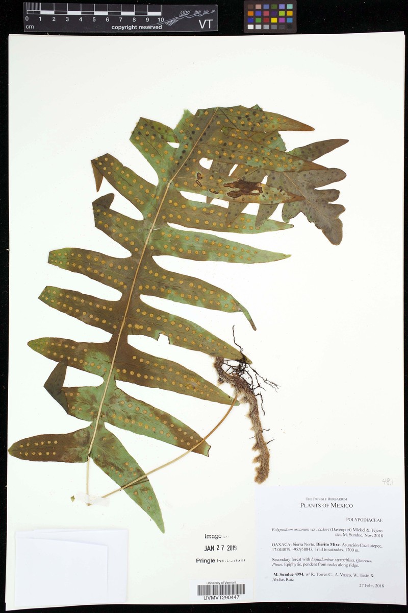 Polypodium arcanum photo 4