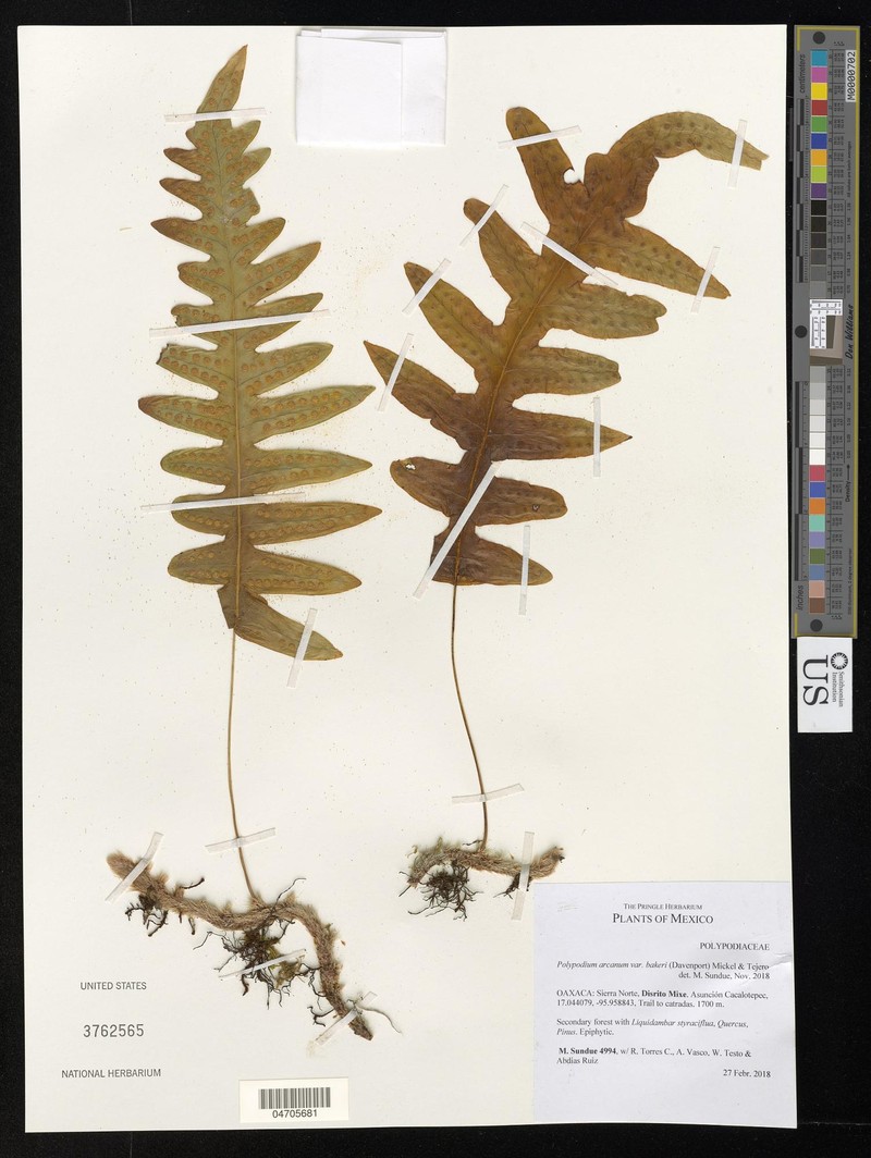 Polypodium arcanum photo 5