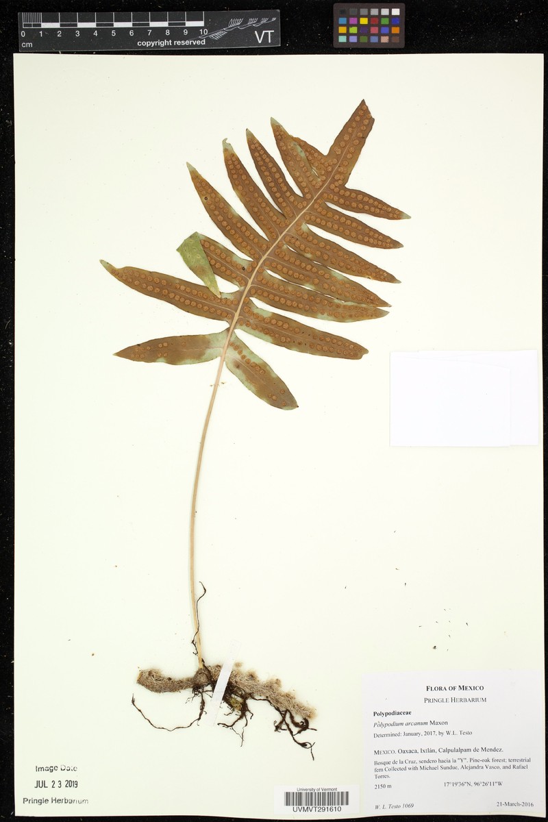 Polypodium arcanum photo 6
