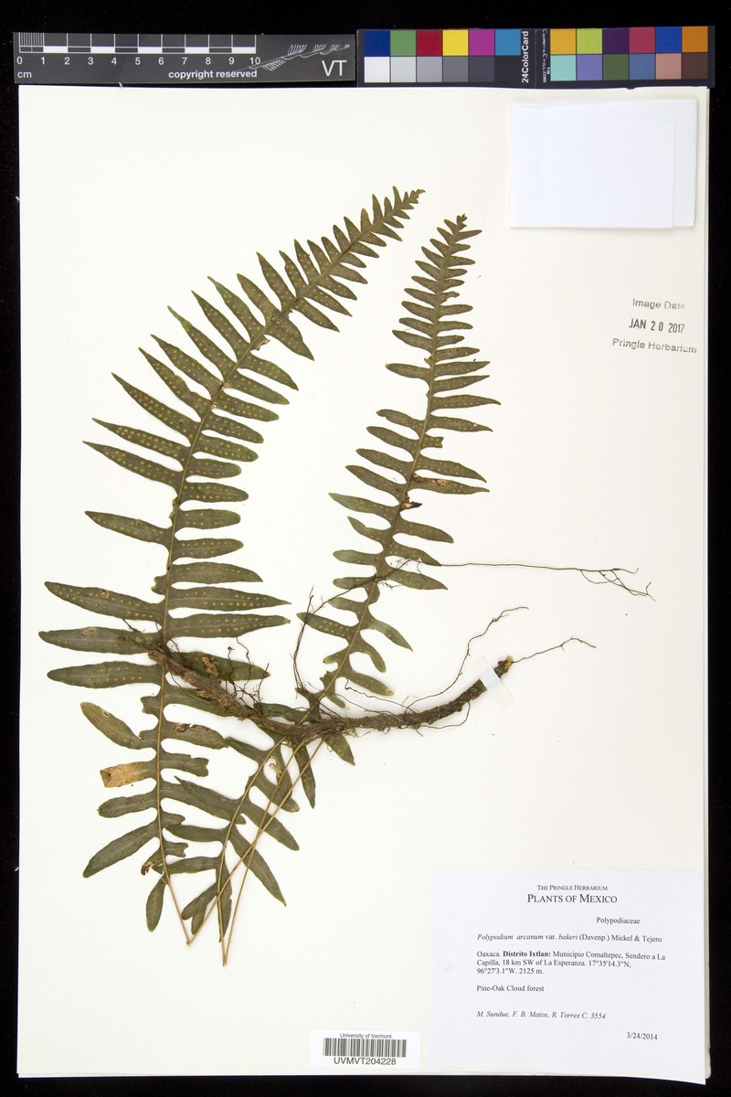 Polypodium arcanum var. bakeri photo 2