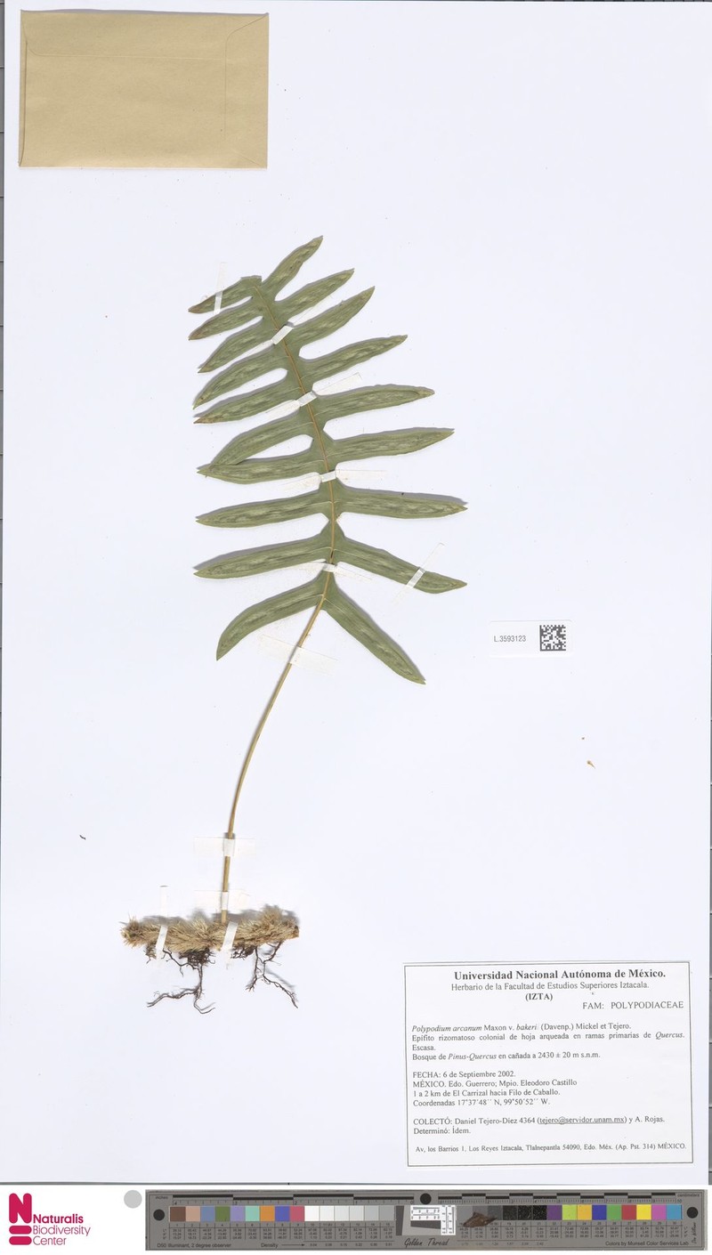 Polypodium arcanum var. bakeri photo 3