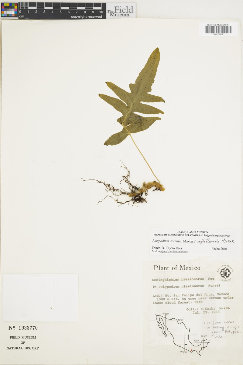 Polypodium arcanum var. septentrionale photo 2