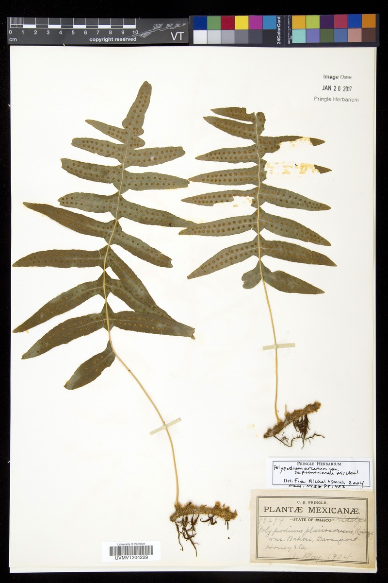 Polypodium arcanum var. septentrionale photo 3