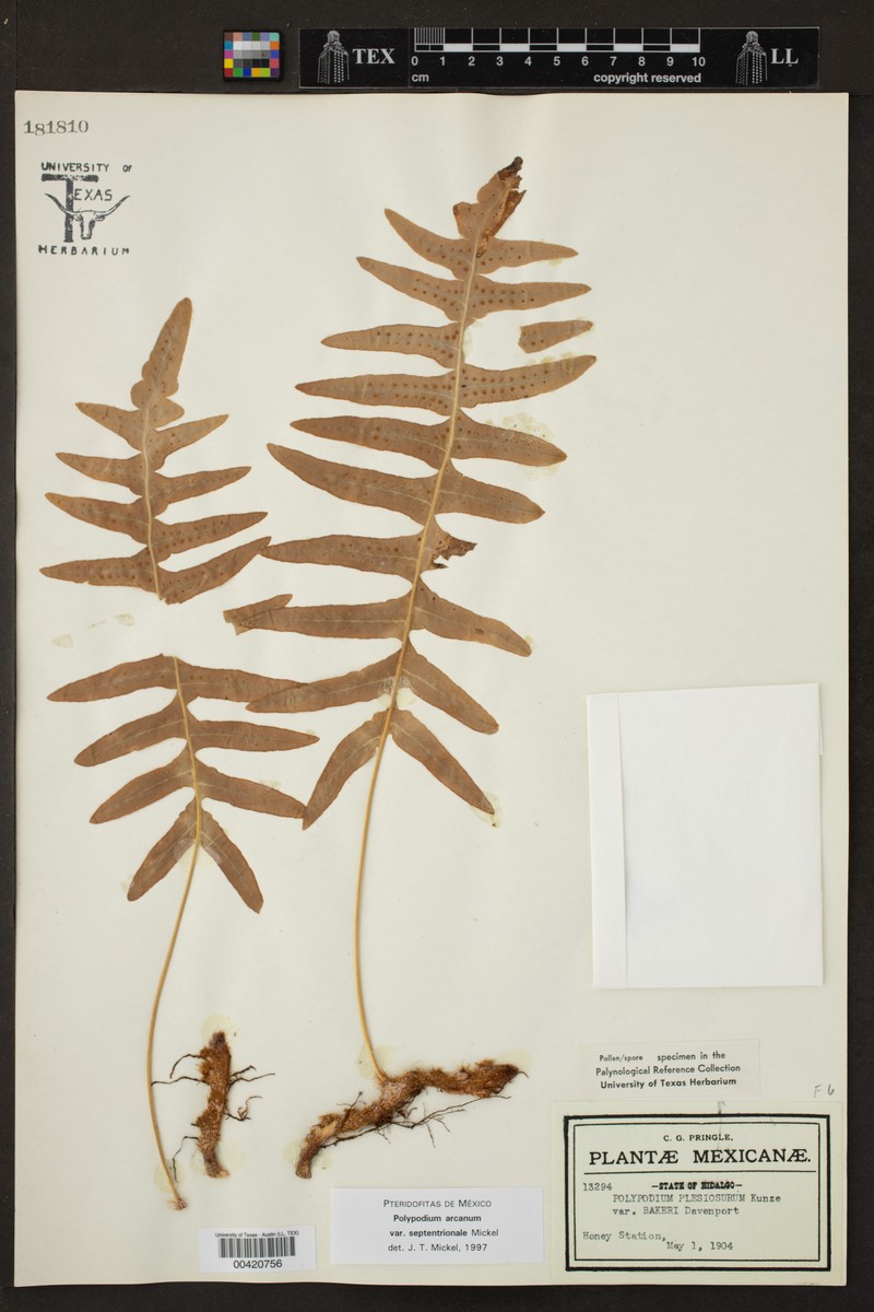 Polypodium arcanum var. septentrionale photo 4