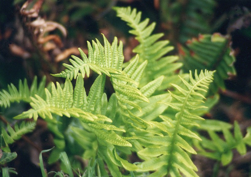 California Polypody