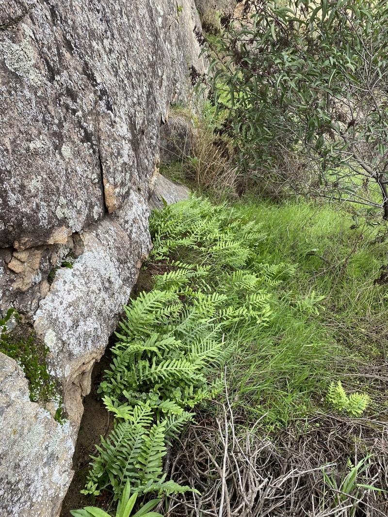 California Polypody