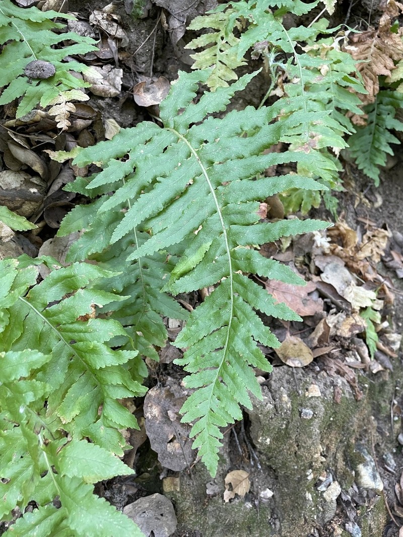California Polypody photo 2