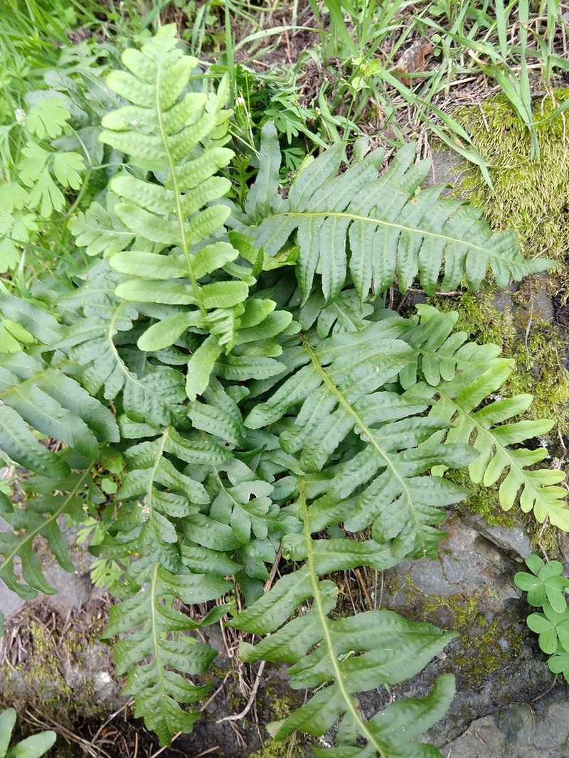 California Polypody photo 3
