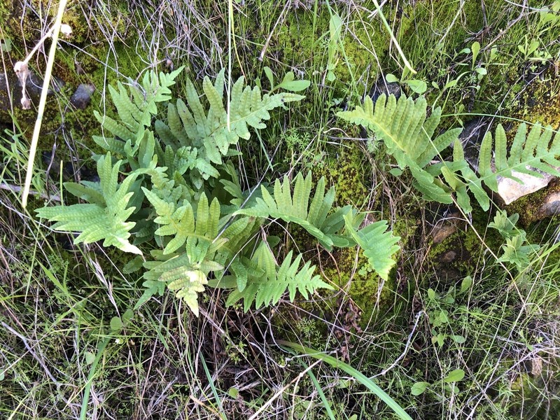 California Polypody photo 5