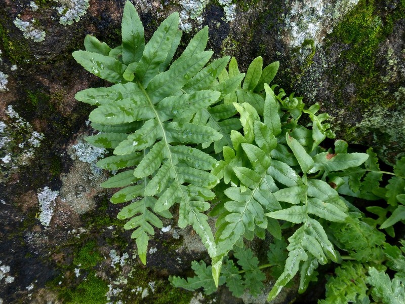 California Polypody photo 6