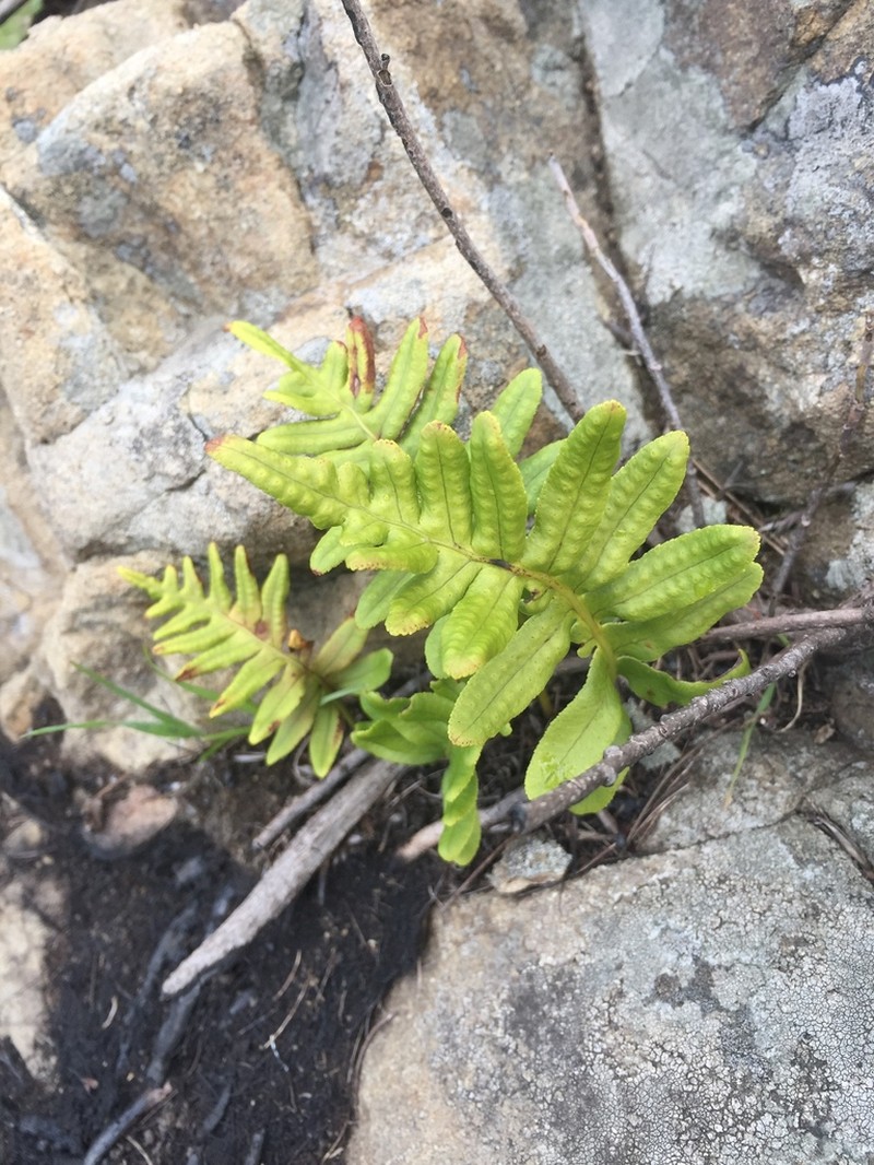 California Polypody photo 7