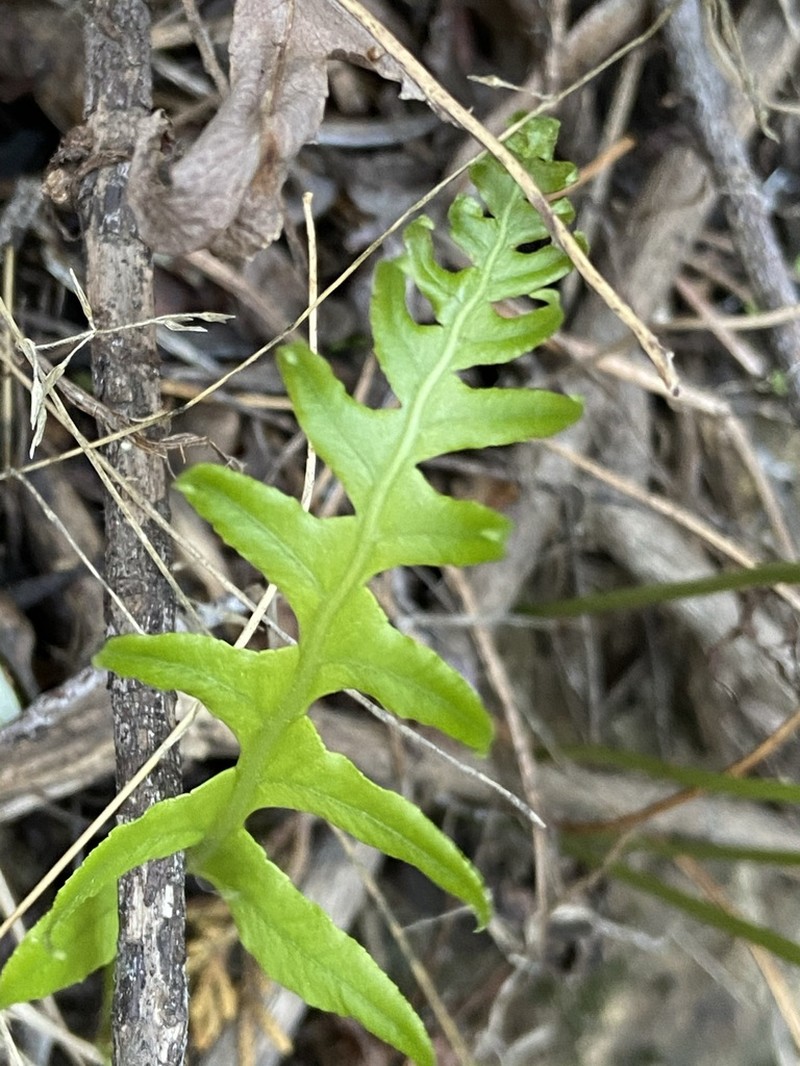 California Polypody photo 8