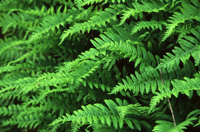 Nested Polypody