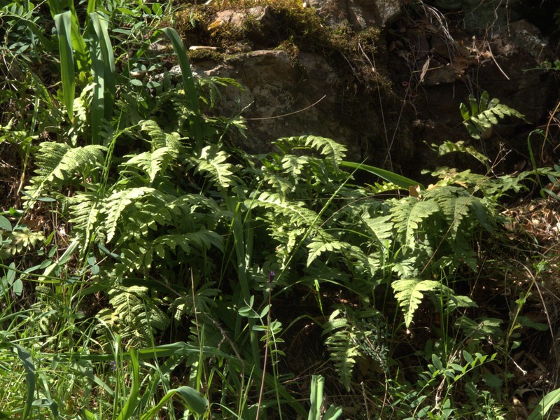 Nested Polypody photo 2
