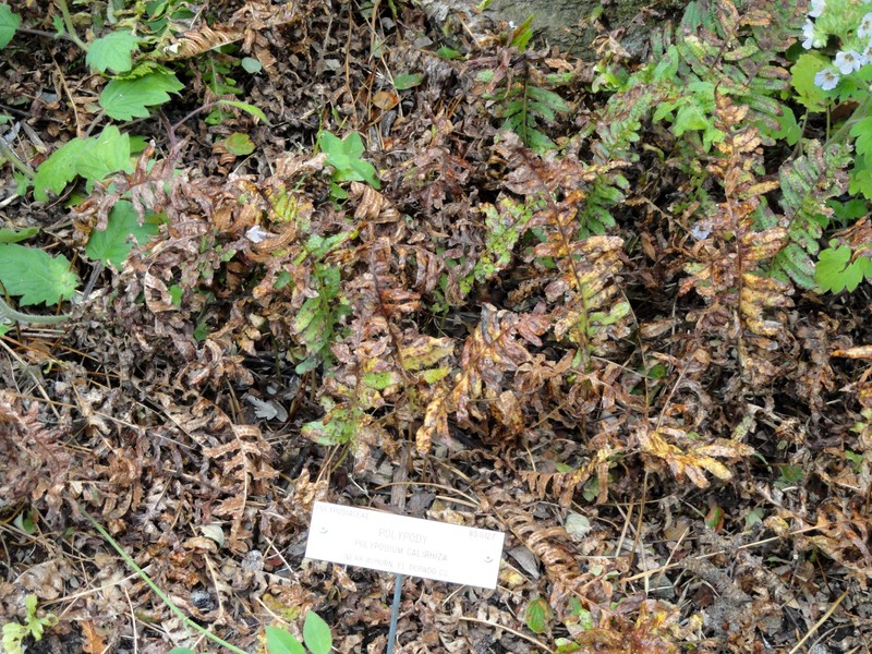 Nested Polypody photo 3