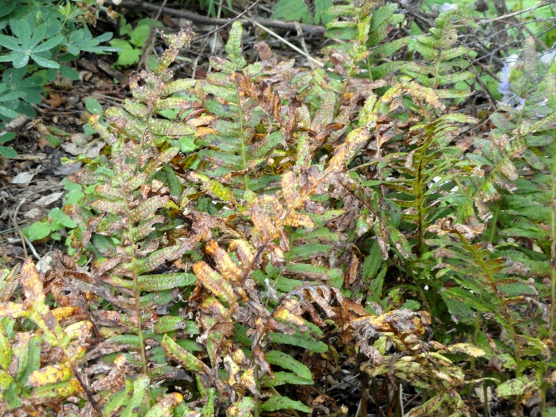 Nested Polypody photo 4