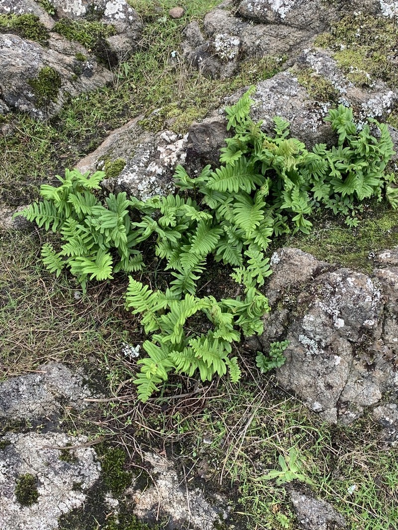 Nested Polypody photo 3