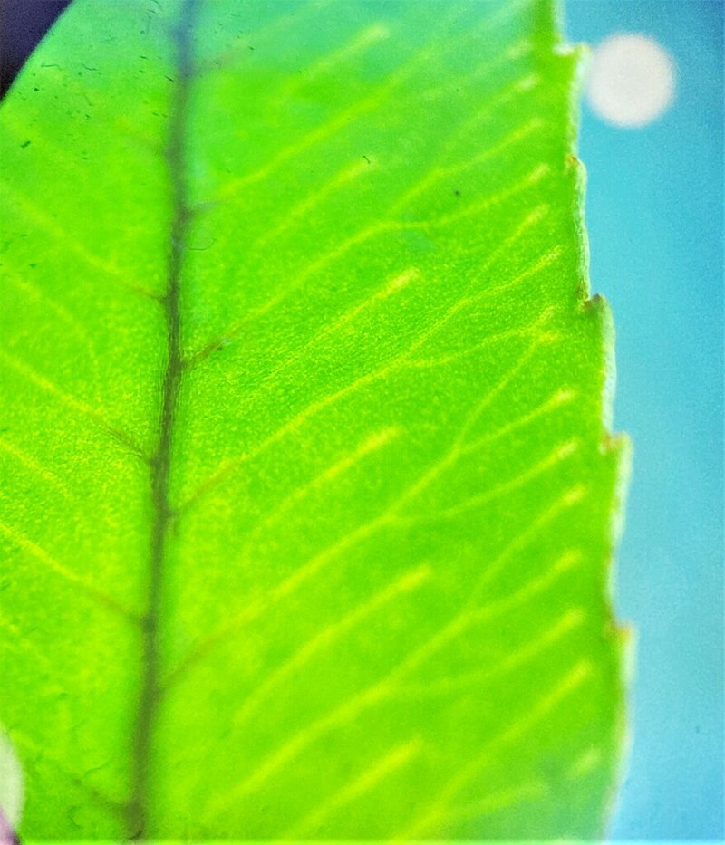Nested Polypody photo 4