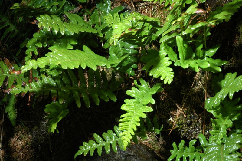 Nested Polypody photo 5