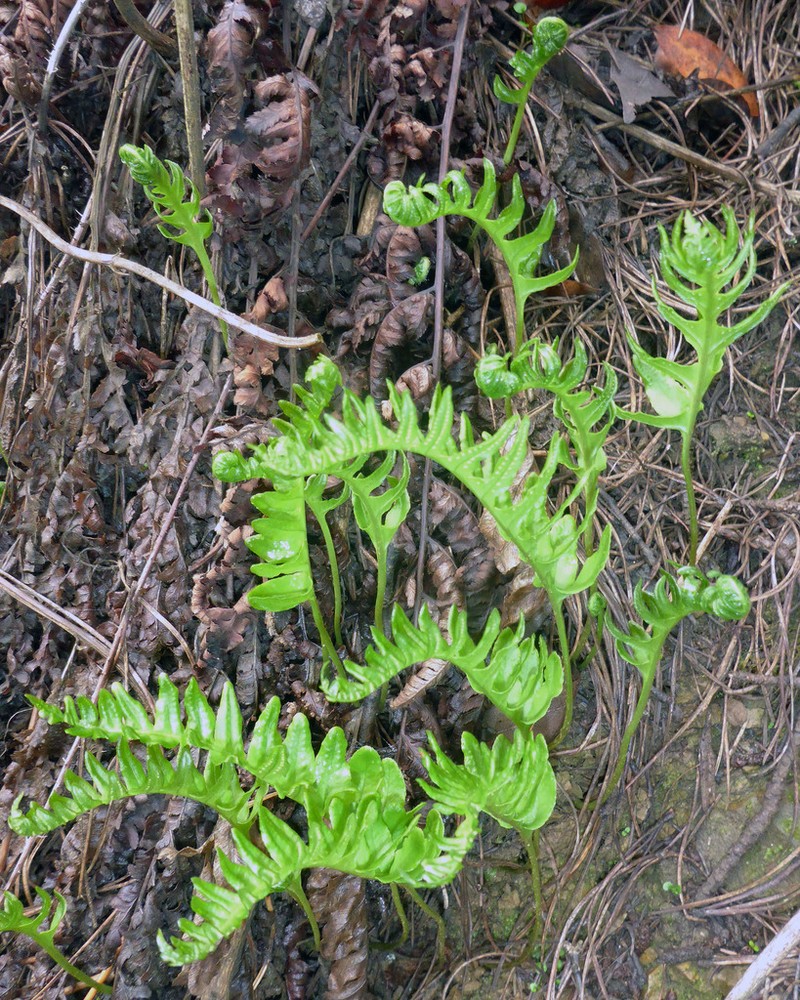Nested Polypody photo 6