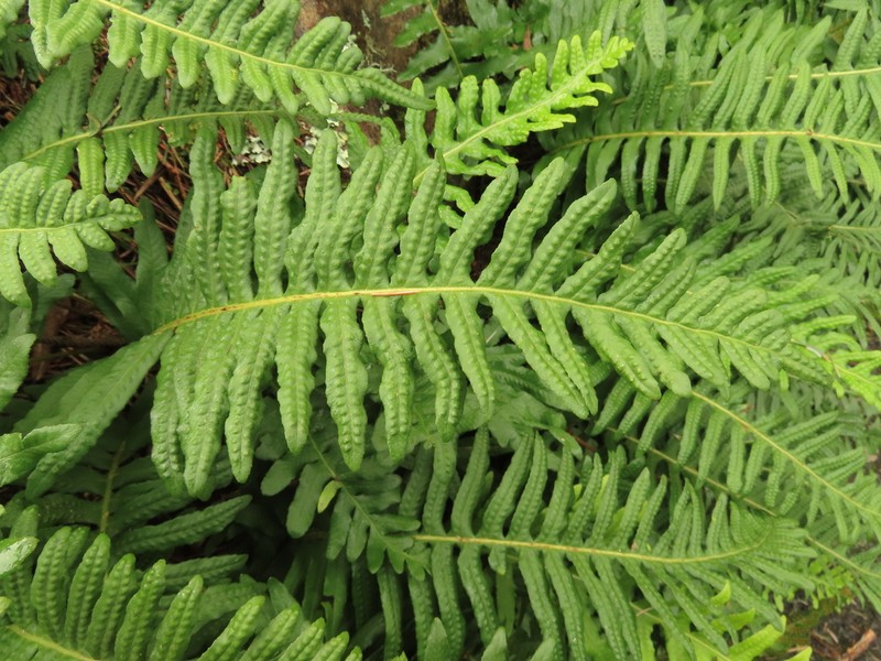 Nested Polypody photo 7