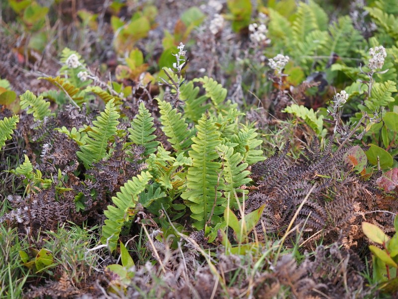 Nested Polypody photo 8