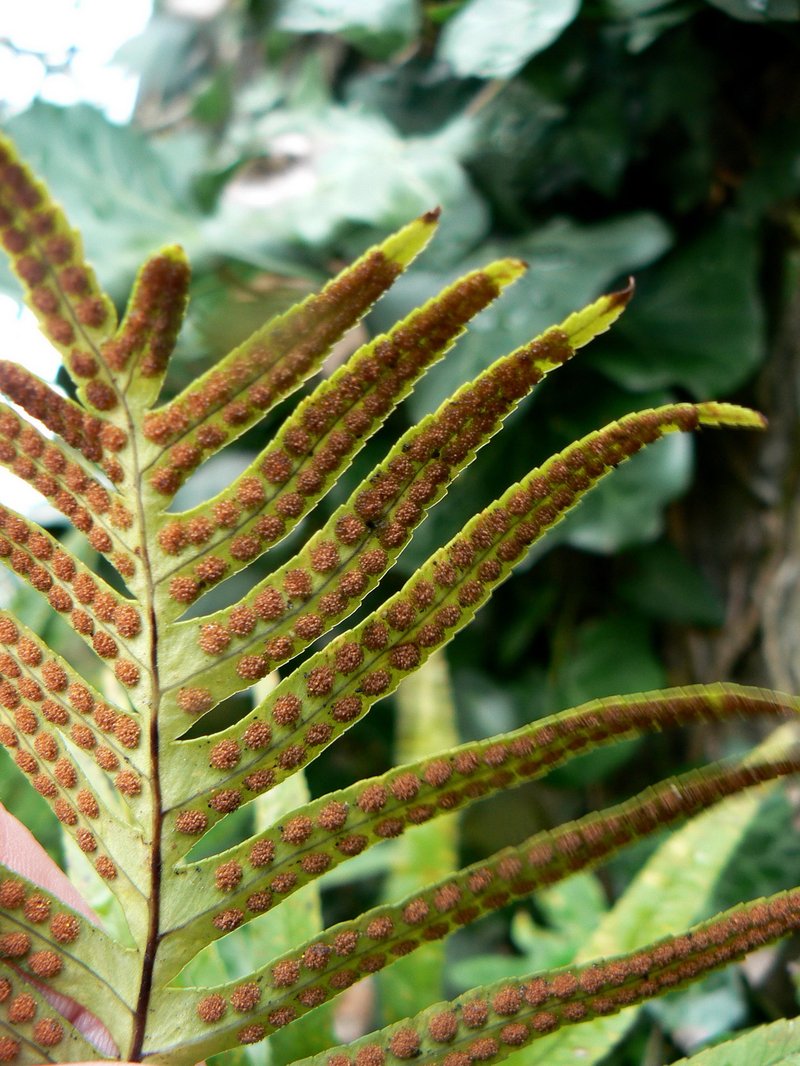 Polypodium cambricum