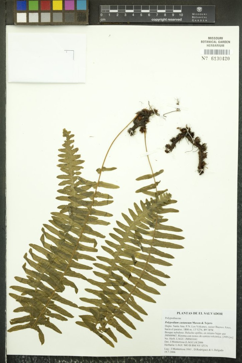 Polypodium castaneum