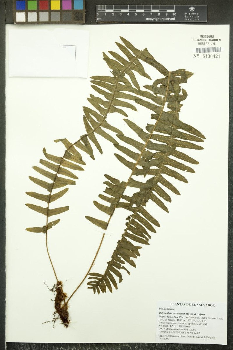 Polypodium castaneum photo 2