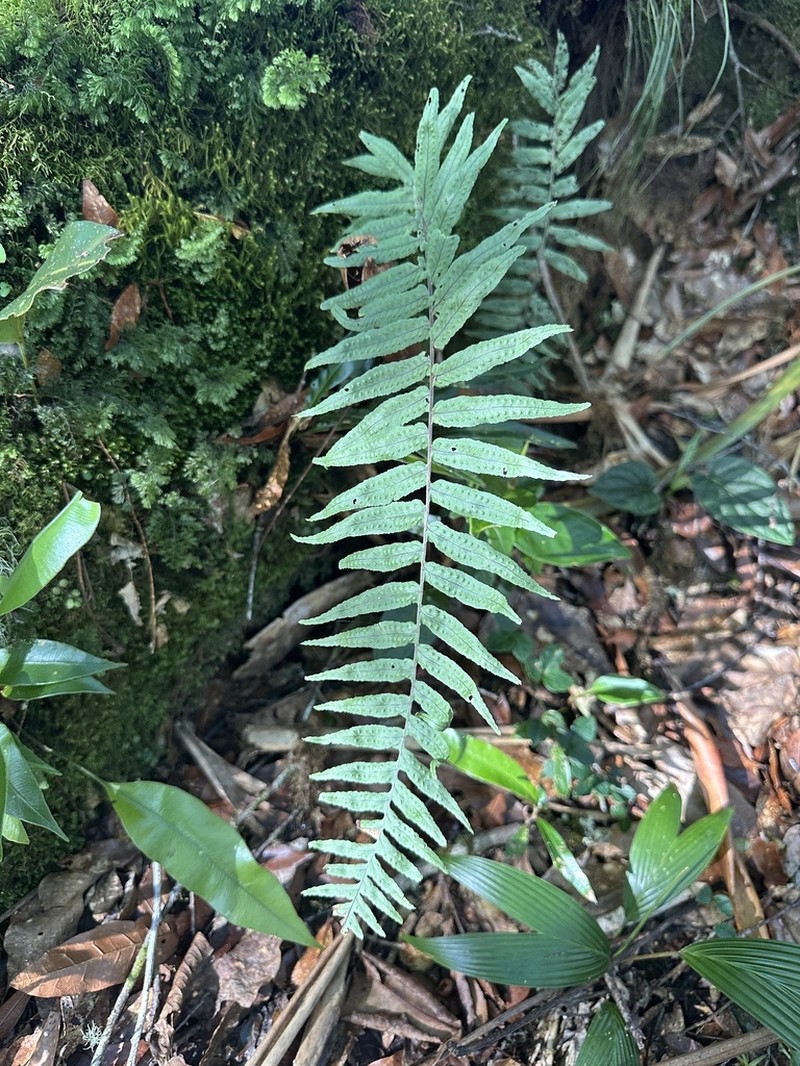 Polypodium chirripoense