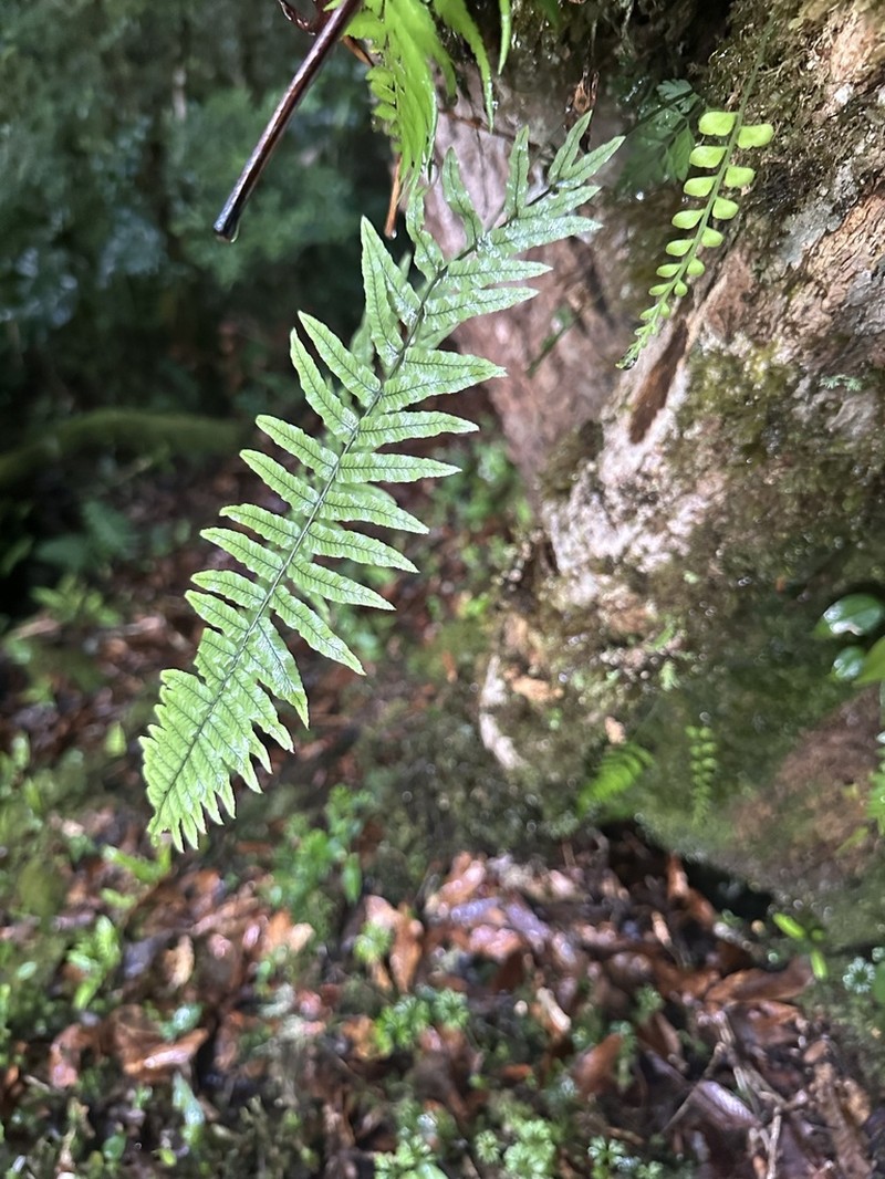 Polypodium chirripoense photo 2