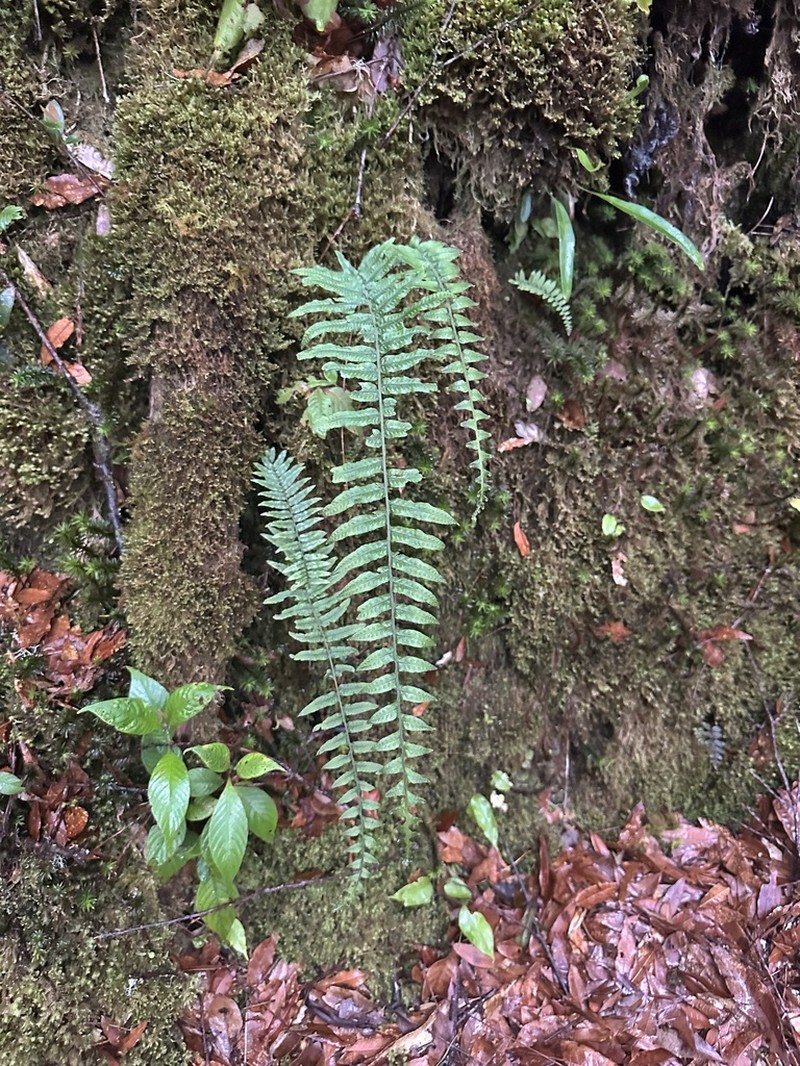 Polypodium chirripoense photo 3