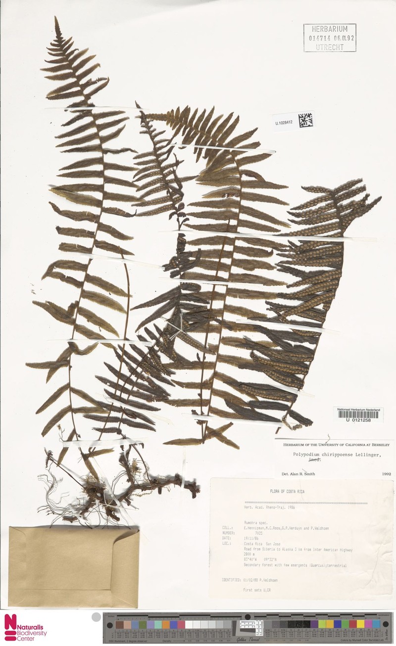 Polypodium chirripoense photo 4