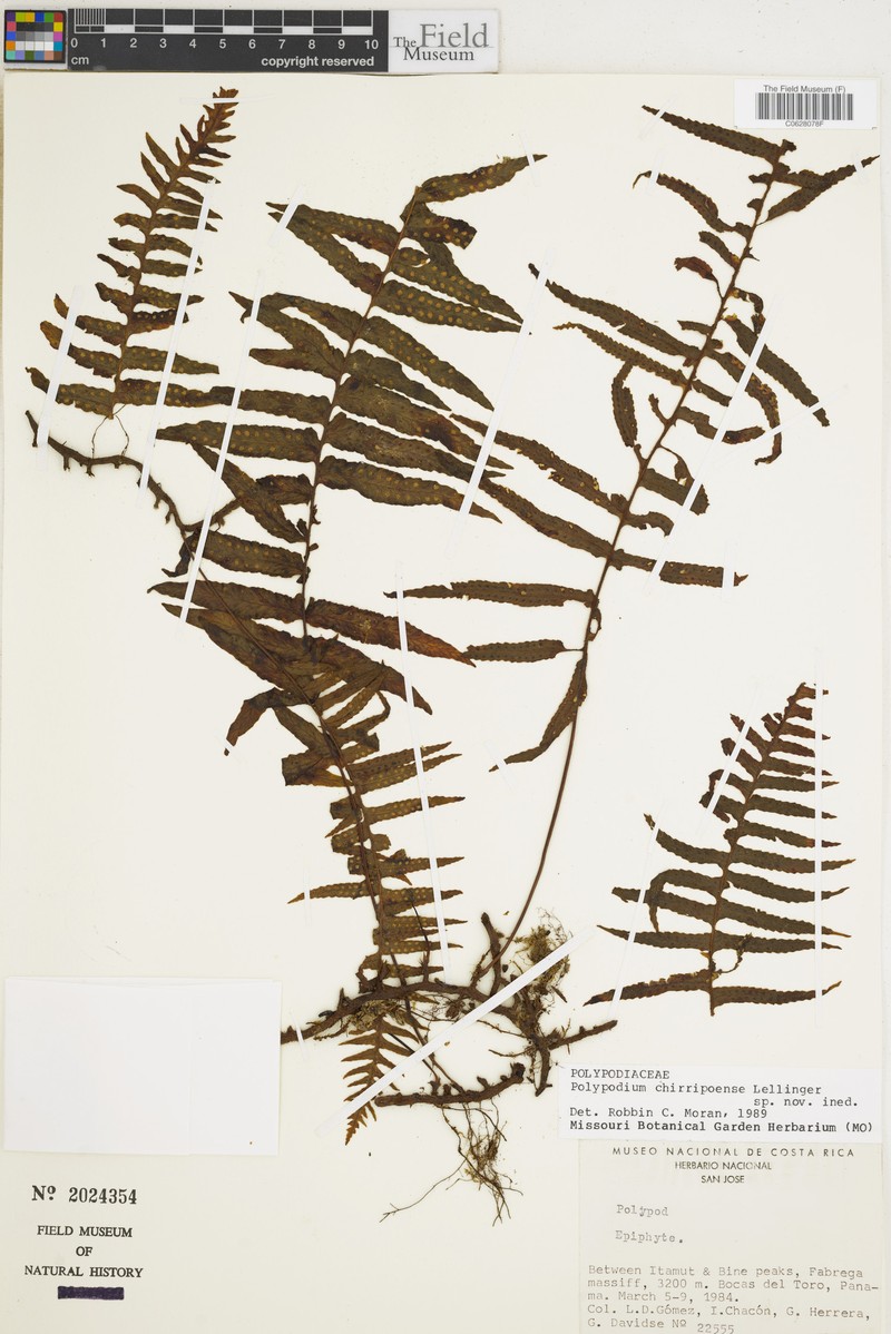 Polypodium chirripoense photo 5
