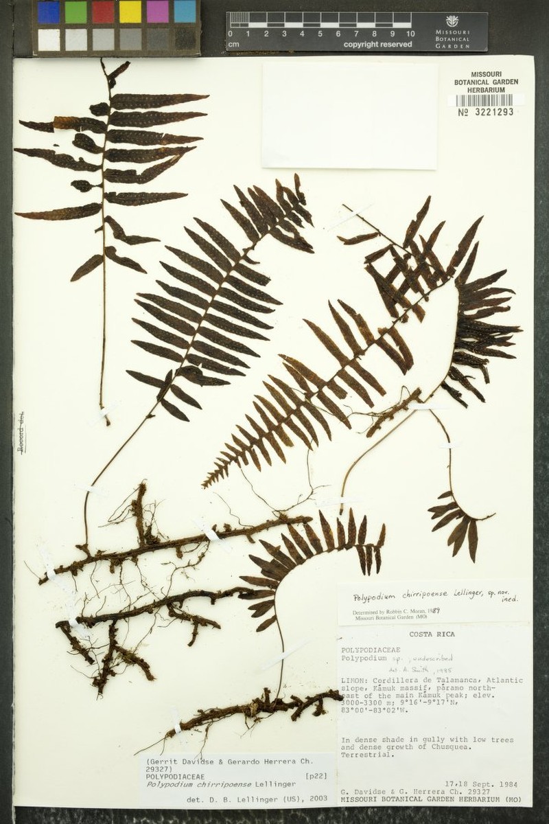 Polypodium chirripoense photo 6