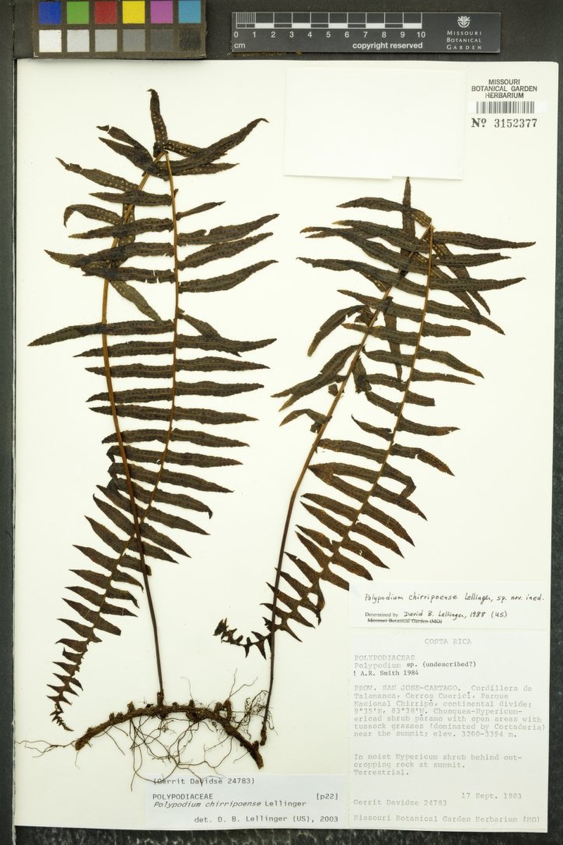 Polypodium chirripoense photo 7